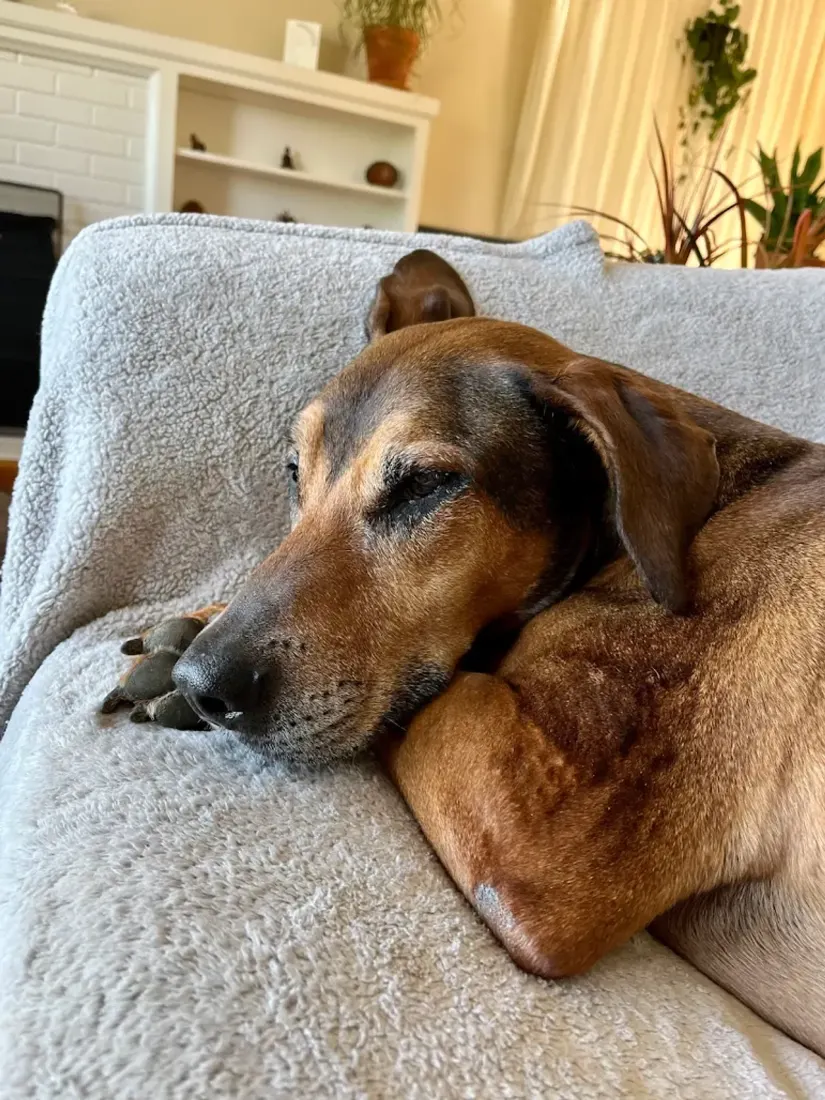 Brown dog resting on a gray blanket indoors