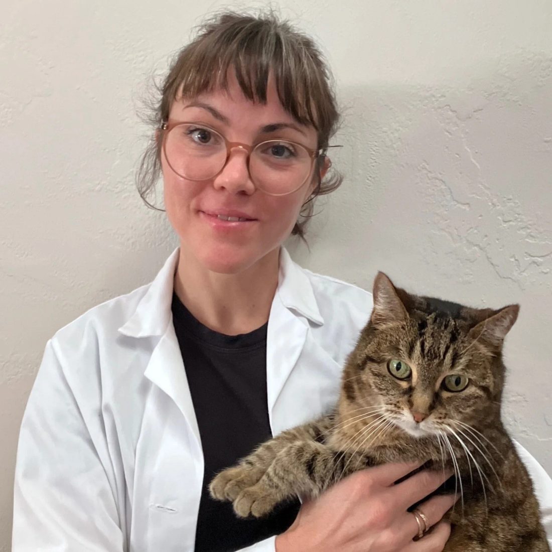 Female veterinarian holding a tabby cat in clinic setting